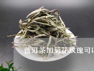 普洱茶加菊花玫瑰可以喝吗/2023112440605