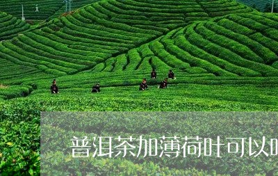 普洱茶加薄荷叶可以吗/2023061553713