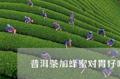 普洱茶加蜂蜜对胃好吗/2023061805079