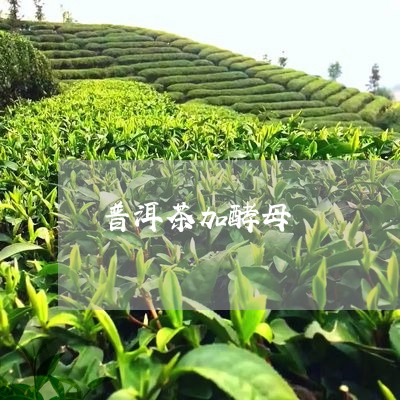 普洱茶加酵母/2023042856789