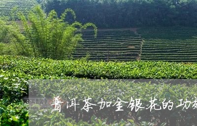 普洱茶加金银花的功效/2023072264815