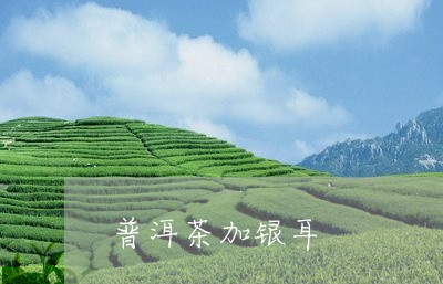 普洱茶加银耳/2023042714881