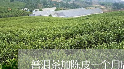 普洱茶加陈皮一个月后/2023092513936