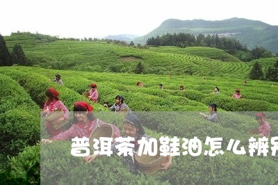 普洱茶加鞋油怎么辨别/2023080167260