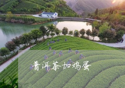 普洱茶加鸡蛋/2023090609371