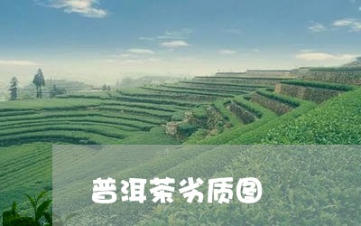 普洱茶劣质图/2023042710758