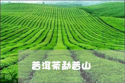 普洱茶勐普山/2023042509757