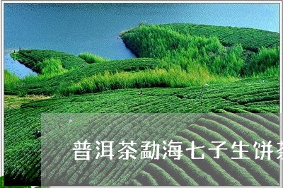 普洱茶勐海七子生饼茶/2023062298359