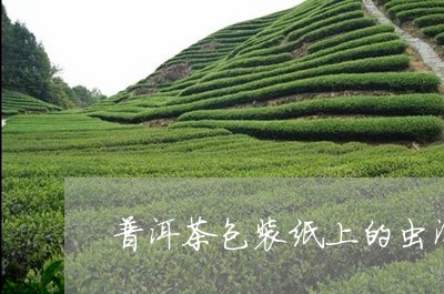 普洱茶包装纸上的虫洞/2023072268693