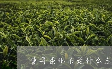 普洱茶化石是什么东西/2023062373926