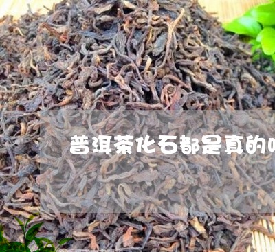 普洱茶化石都是真的吗/2023062573734