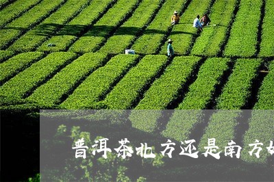 普洱茶北方还是南方好/2023080343715