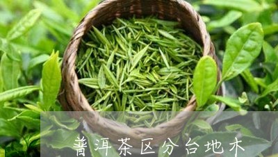 普洱茶区分台地木/2023091418383