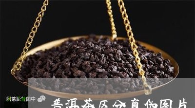 普洱茶区分真伪图片/2023110971704