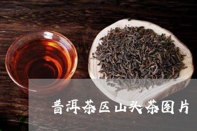 普洱茶区山头茶图片/2023091440504