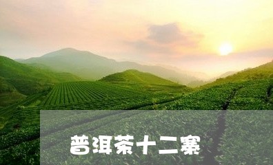 普洱茶十二寨/2023091292584