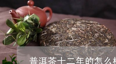 普洱茶十二年的怎么样/2023092624259