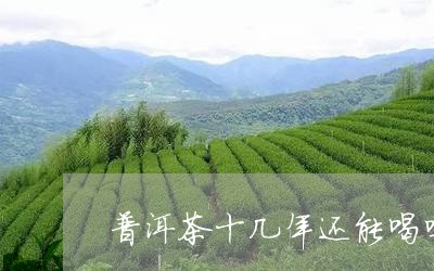 普洱茶十几年还能喝吗/2023092646140