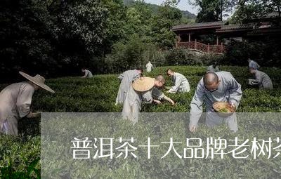 普洱茶十大品牌老树茶/2023062384949