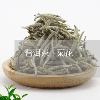 普洱茶十菊花/2023042992054