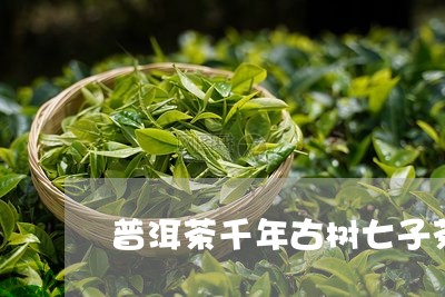 普洱茶千年古树七子茶/2023093041836