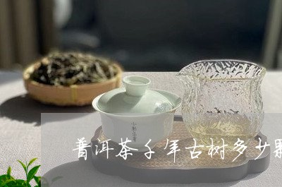 普洱茶千年古树多少颗/2023120653936