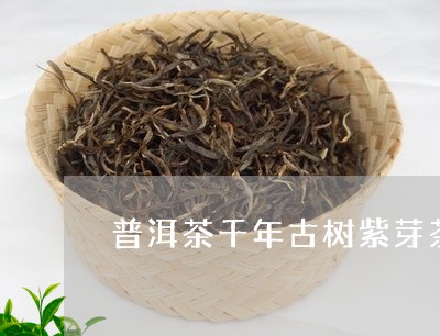 普洱茶千年古树紫芽茶/2023120675030