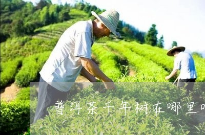 普洱茶千年树在哪里呀/2023072213938