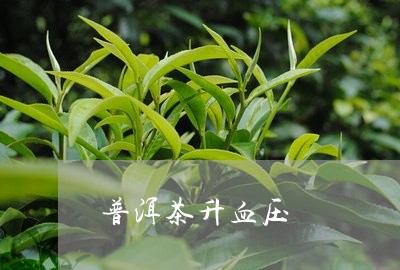 普洱茶升血压/2023042908051