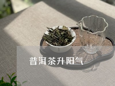 普洱茶升阳气/2023042850887