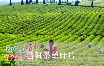 普洱茶单叶片/2023042896076