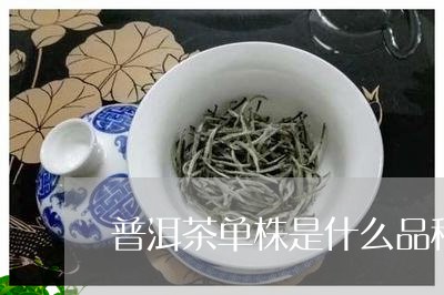 普洱茶单株是什么品种图片/2023112425069