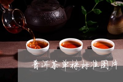 普洱茶单株标准图片/2023110381604