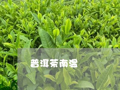 普洱茶南温/2023090673817