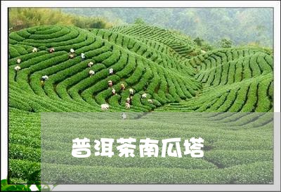 普洱茶南瓜塔/2023042797208