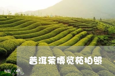 普洱茶博览苑拍照/2023112698372