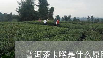 普洱茶卡喉是什么原因/2023061531616