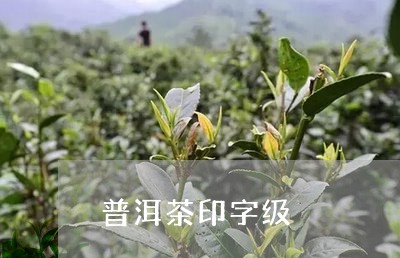 普洱茶印字级/2023042632603