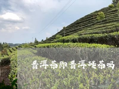 普洱茶即普洱砖茶吗/2023070952728