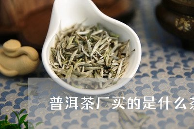 普洱茶厂买的是什么茶/2023062124806