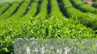 普洱茶厂的茶/2023091219503