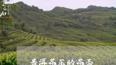 普洱茶压的茶壶/2023120308351