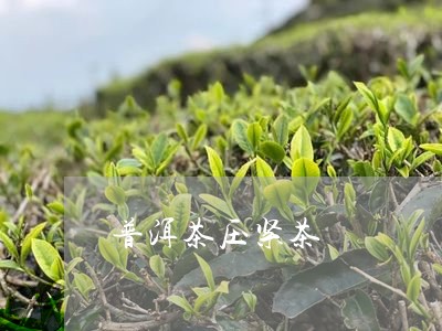 普洱茶压紧茶/2023042920370