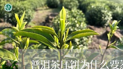 普洱茶压饼为什么要蒸/2023092826258