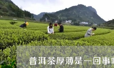 普洱茶厚薄是一回事吗/2023092571593