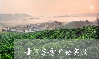 普洱茶原产地实拍/2023120451723