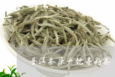 普洱茶原产地寻好茶/2023081656160