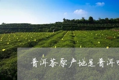 普洱茶原产地是普洱吗/2023120654806