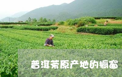 普洱茶原产地的橱窗/2023101611792