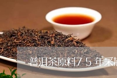 普洱茶原料75年采摘/2023061416261